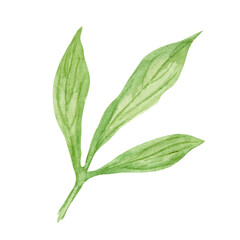 Obraz premium Peony leaves watercolor hand drawn painting. Realistic botanical clipart, floral arrangement. Chinese national symbol illustration. Perfect for card design, wedding invitation, print, textile, packing