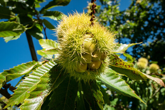 Ouri&ccedil;os, folhas e galhos: O desabrochar das castanhas em crescimento
