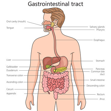 Gastrointestinal tract structure diagram hand drawn schematic raster illustration. Medical science educational illustration