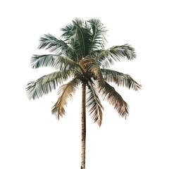 Fototapeta na wymiar palm tree
