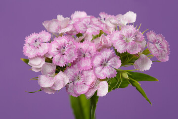 Fototapeta na wymiar Inflorescence of wild carnation of soft pink color isolated on a purple background.