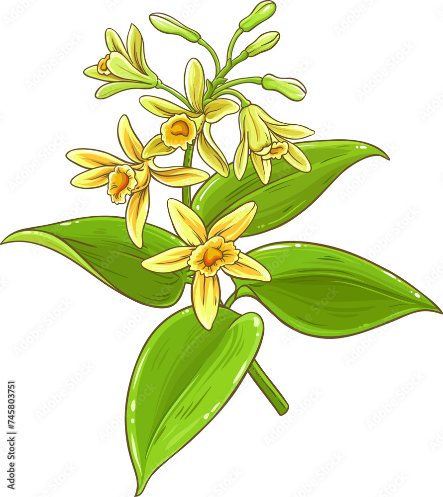 Sticker vanilla branch colored detailed illustration