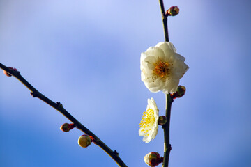 長崎の虎馬園の梅の花のクローズアップ07