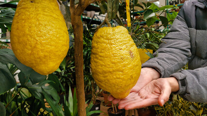 huge and yellow citrons (Citrus medica) , large fragrant citrus fruits hanging fom the tree.