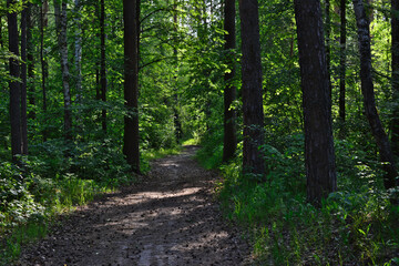 trail in thick pine forest with sunbeams coming through tree trunks 