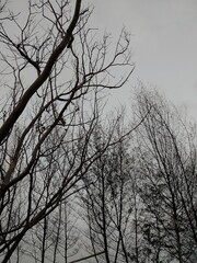 a tree without leaves that is still alive is very nice