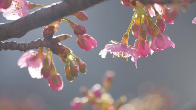 Cherry blossom closeup shot with the sunlight in the background