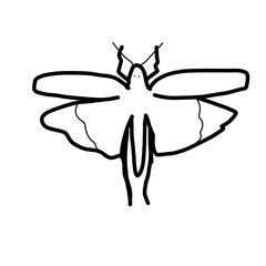 grasslands animal natural milkweed locust