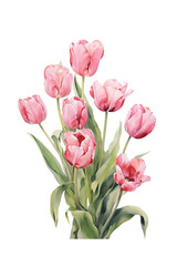 Bouquet of Pink Tulips Watercolor Illustration