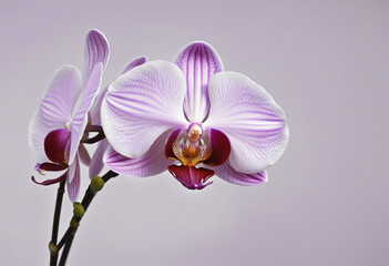 a purple orchid flower isolated on a transparent background.