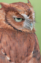 Eastern Screech Owl portrait with head turned in profile