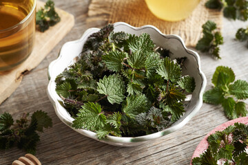 Fresh young stinging nettle leaves harvested in early spring
