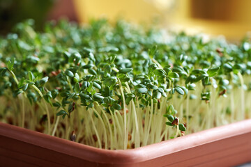 Fresh garden cress sprouts or microgreens growin in a container