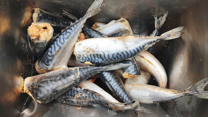 Frozen mackerel fish in a market fridge
