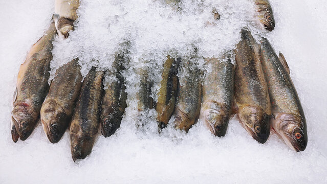 Arctic char fresh fish on ice in a food market
