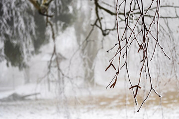 Birch branch with catkin, coniferous branch and tree trunk on background in winter mist.