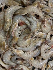 Shrimp in market