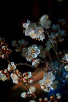 Spring time blossom  apricot branch with beautiful flowers on dark background close up photo 