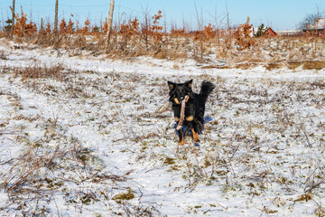 Young black dog (Bohemian shepherd) on snowy meadow with stick in mouth. - 745812932