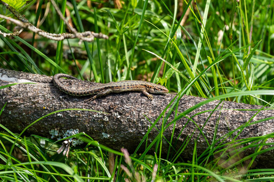 A common lizard is taking a sunbath