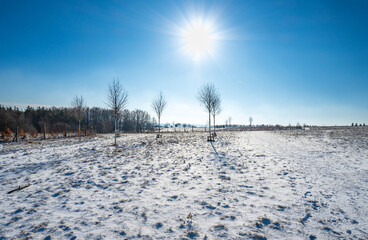 Young planted deciduous tree on snowy meadow, sun ray on blue sky. - 745813500