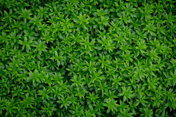 Green image of a tree planted as a bush in the garden. Looking at it, it feels comfortable and refreshing. It makes me feel close to nature and relieves fatigue.