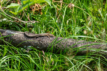 A common lizard is taking a sunbath