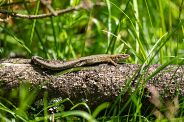 Fototapeta premium A common lizard is taking a sunbath
