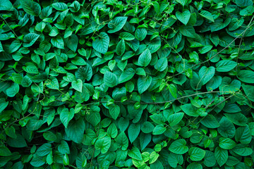 Green trees show their creeping leaves covering the entire wall, looking fresh and green. Close to...