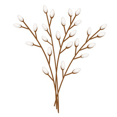 pussy willow twigs isolated on white. spring element for postcard, banner, instagram, pattern, background, congratulation, in a simple flat style