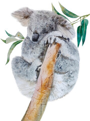 Hand painted watercolor koala. Cute australian animal illustration isolated on white background. Forest animal art for cards, posters and interior design