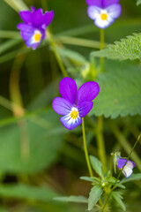 A wild violet pansy Flower	
