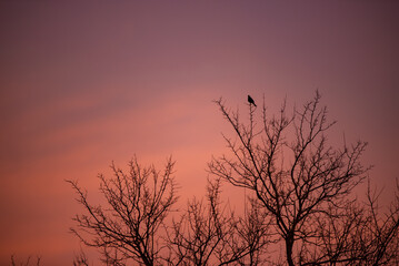 Fototapeta premium A lonely blackbird singing on the branch of a tall tree in the evening at sunset on a red hot sky background