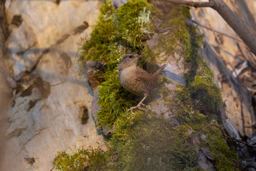 Eurasian Wren (Troglodytes troglodytes)