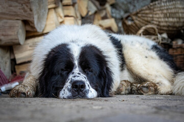 A Bukowina Shepherd puppy dog