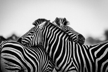 Zebras are African equines with distinctive black-and-white striped coats. plains zebra, E. quagga are found in Southern Africa, Serengeti, masai mara, kenya,  Kruger park south africa  - obrazy, fototapety, plakaty