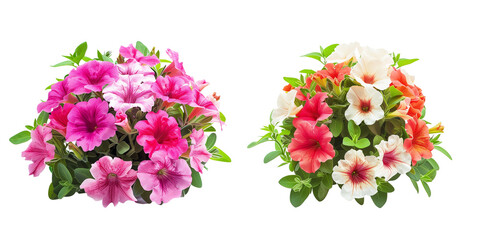summer season flowers bouquet made with Petunias  isolated on transparent background