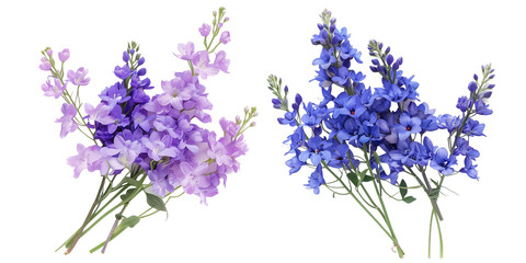 summer season flowers bouquet made with  Larkspur , isolated on transparent background
