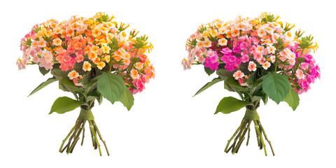 set of bouquet made with Lantana flowers, isolated on transparent background