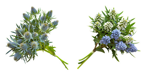 set of bouquet made with Sea Holly flowers, isolated on transparent background