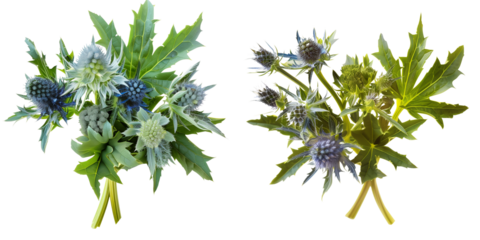 set of bouquet made with Sea Holly flowers, isolated on transparent background