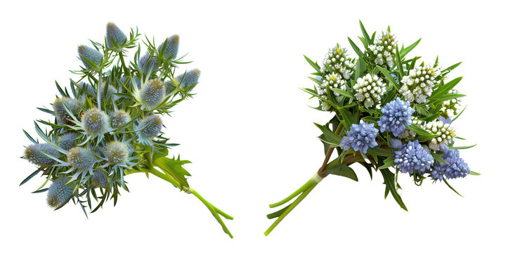 set of bouquet made with Sea Holly flowers, isolated on transparent background
