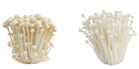 set of enoki mushroom isolated on transparent background