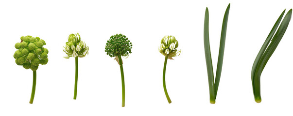 Set of Green allium cepa plant set , isolated on transparent background - obrazy, fototapety, plakaty