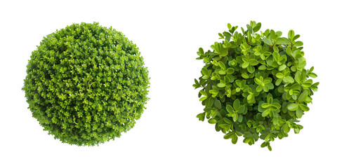Buxus sempervirens round bush or evergreen shrubs, isolated on transparent background