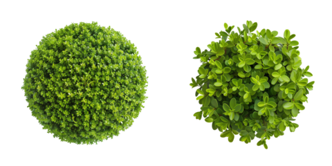 Buxus sempervirens round bush or evergreen shrubs, isolated on transparent background