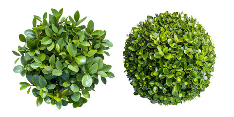 Buxus sempervirens round bush or evergreen shrubs, isolated on transparent background