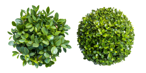 Buxus sempervirens round bush or evergreen shrubs, isolated on transparent background