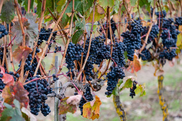 Autumnal vines near Cubillo de Ebro, Valderredible, Cantabria, Spain