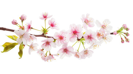 Seasonal floral branch made with fresh cherry blossom, isolated on transparent background - obrazy, fototapety, plakaty